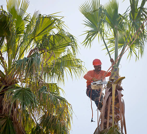 Best Best Tree Removal Services  in Park City, UT